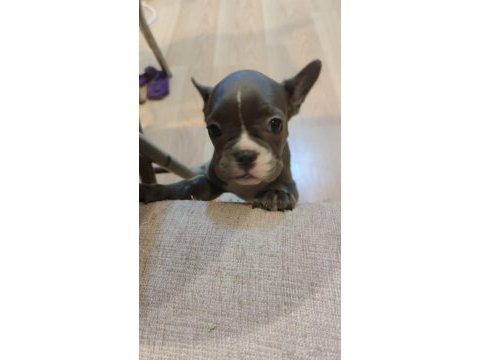 Sahiplendirme french bulldog