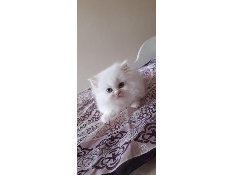 İran kedisi bebişlerim
