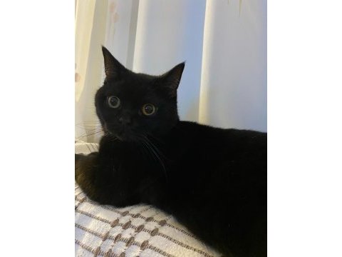 Ücretsiz british shorthair