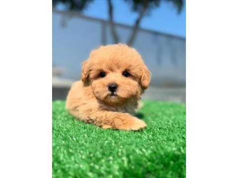 F2 maltipoo yavruları