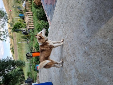 Erkek orjinal husky çok akıllı ve oyuncu 1 yaşında