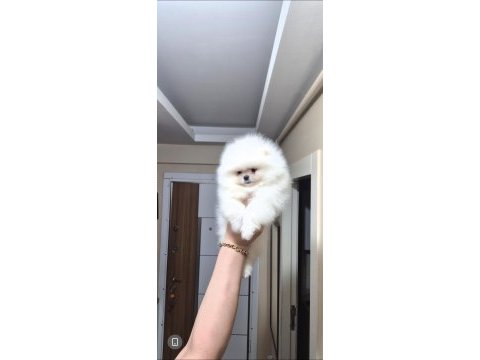 Ayıcık yüz pomeranian boo erkek
