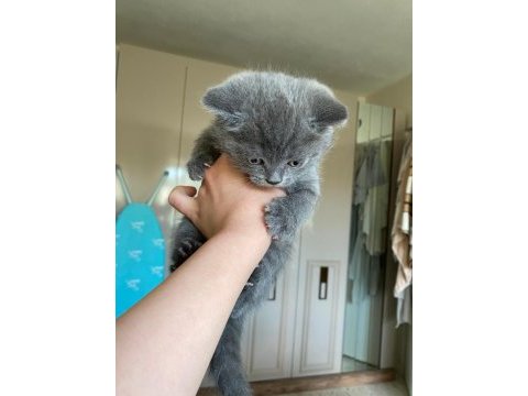 60 günlük british shorthair
