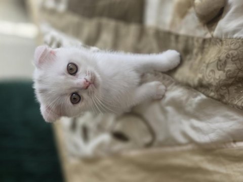 2 buçuk aylık tosun scottish fold oğluşlar