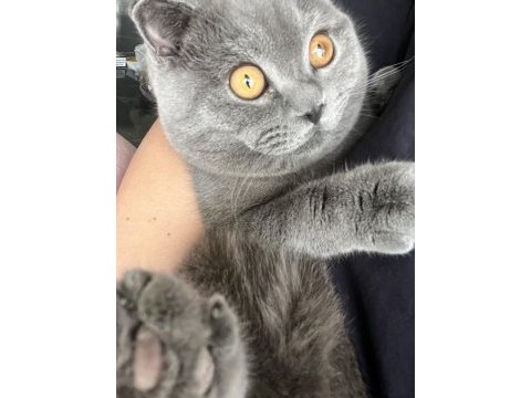 9 aylık erkek scottish fold