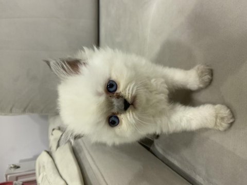 Blue point beyaz british longhair