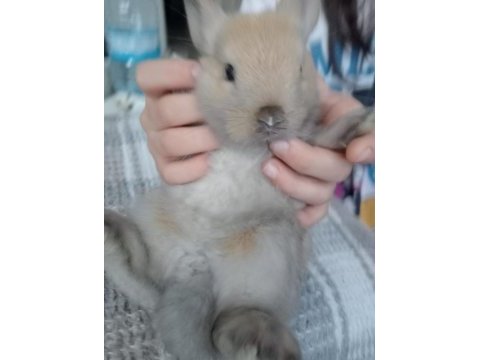 Cüce tavşanımız ücretsiz sahiplendirilecek