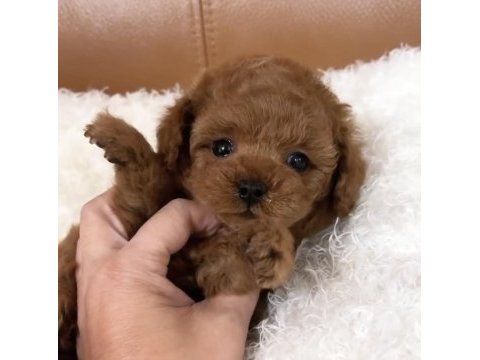 Özenle büyütülmüş toy poodle yavruları