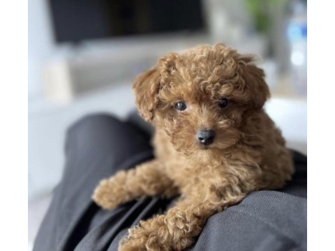 Toy poodle köpekleri sağlıklı