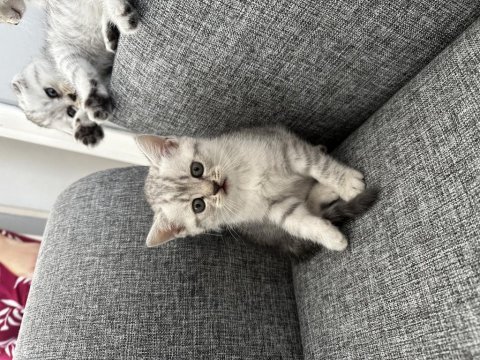2 aylık british shorthair yavrular yeni yuvalarını arıyor