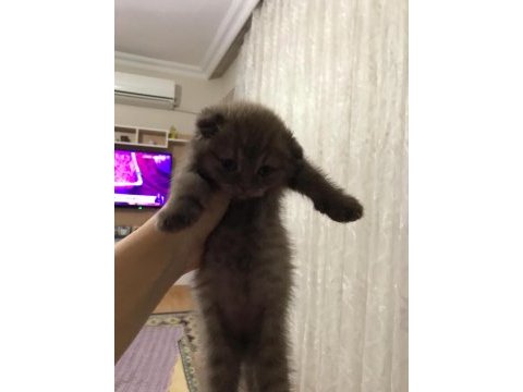 Dişi scottish fold