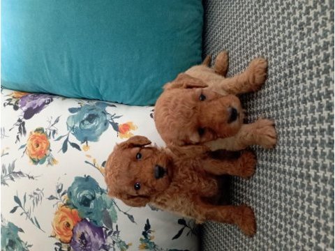 Toy poodle yavrularımız