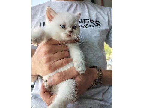 British shorthair silver point ve brown tabby yavrular