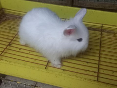 1 aylık orjinal angora (akara) tavşan yavruları