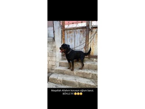 Hatay da rottweiler yavruları