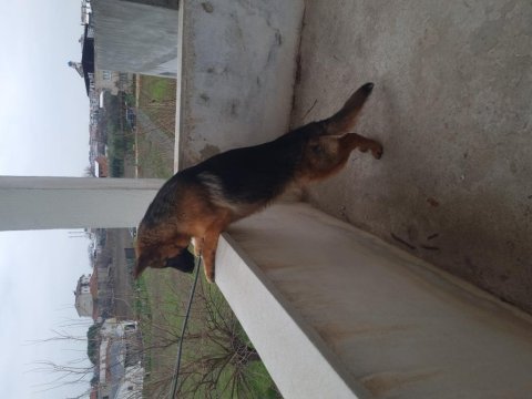 Bahçesine hayatına ömürlük dost arayana alman kurdu