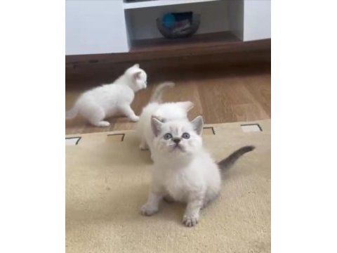 Safkan british shorthair mavi gözlü yavrular