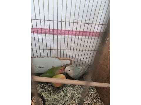 Yeni yeme düşmüş bakımlı sağlıklı sevda ev yavrular