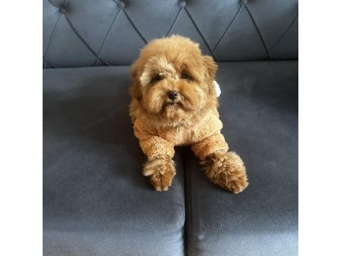 Dişi toy poodle yavru