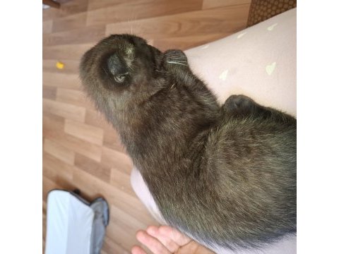Erkek 3 aylık ücretli scottish fold