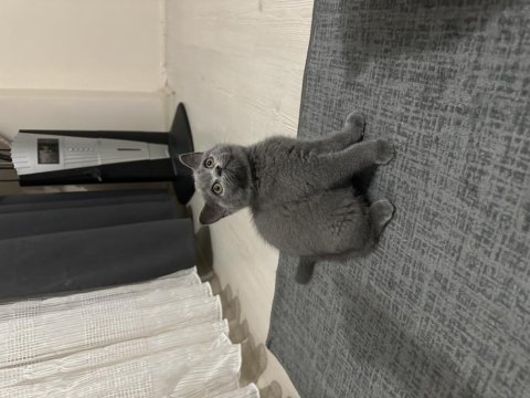 British shorthair 3 aylık prenses