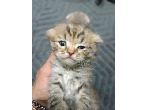 Scottish fold yavrularım