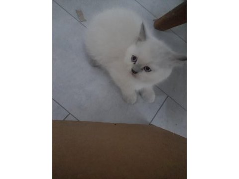 Erkek blue point kedimiz