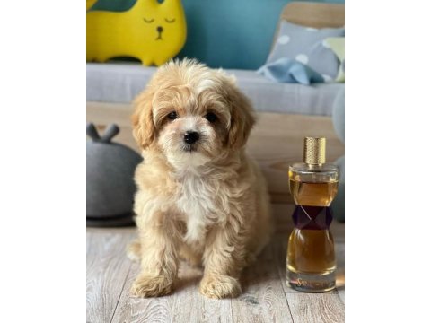 Irk garantili maltipoo yavruları