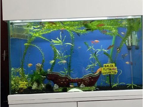 Dolaplı akvaryum