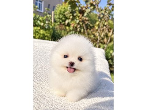 Üst düzey biblo mibi boy pomeranian boo