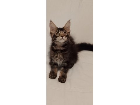 Maine coon 3 aylık