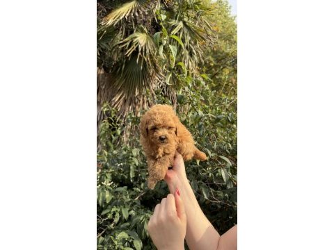 Uygun ve kaliteli poodle yavrumuz
