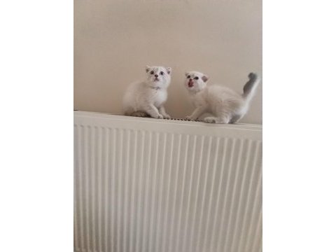Dişi ve erkek ayıcık surat bebek kediler