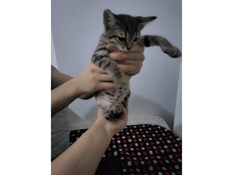 Acil baba siyam annesi tekir 2.5 aylık kedimiz