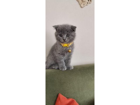 Güvenilir ev scottish fold kedimize