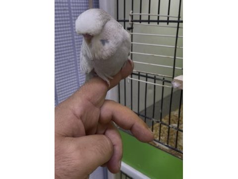 Show jumbo muhabbet kuşu