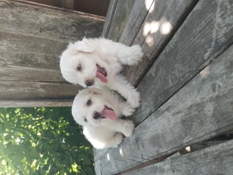 Maltese terrier yavrular
