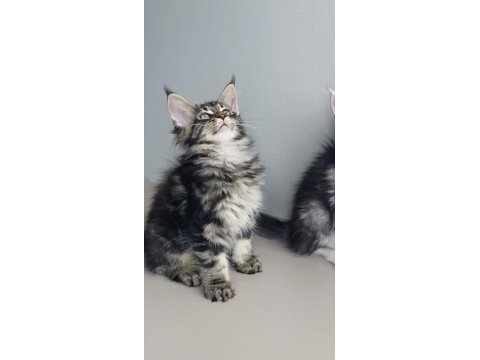 Son kalan xxl mainr coon değerinin altında verilecek 