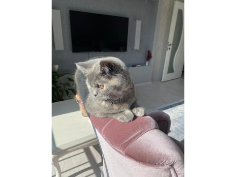 British dişi kedi