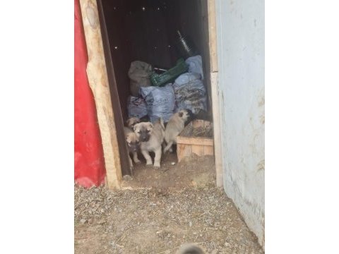 Kangal köpeği yavrulari