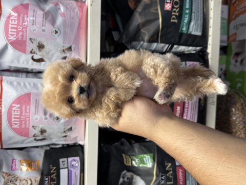 Mini boy teacup maltipoo yavrularımız