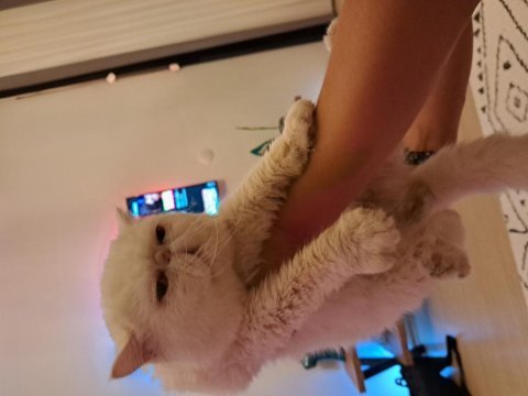 Şampiyonlar şampiyonu exotic shorthair nikolas