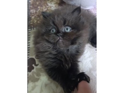 A kalite british longhair kediler