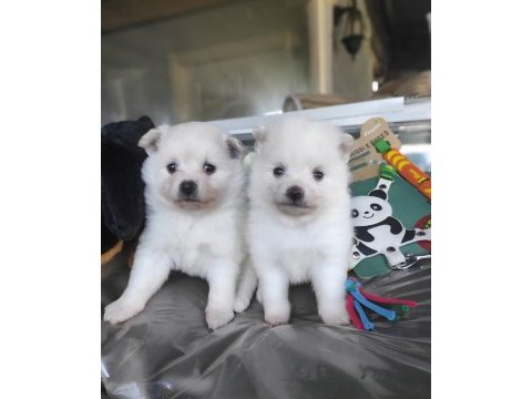 Kar beyaz samoyed bebekleri