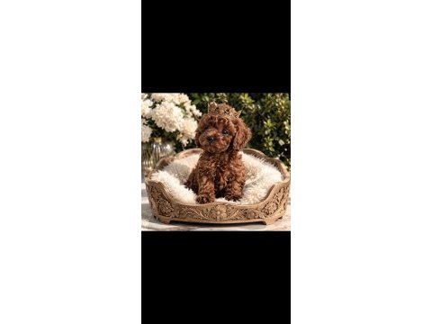 Koyu kızıl (red brown) kore toy poodle yavrular fırsat
