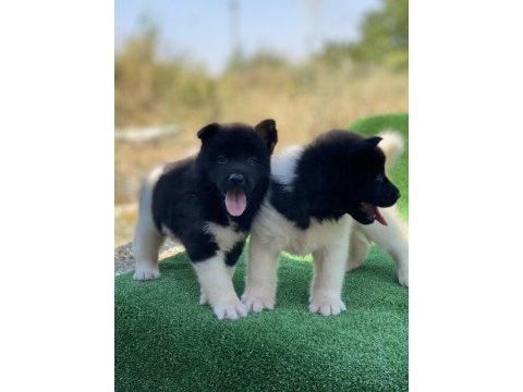 Amerikan akita inu yavruları