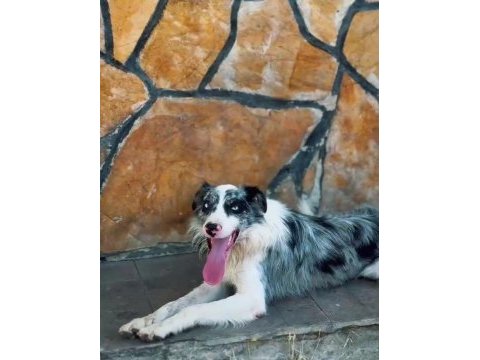 Dişi erkek border collie kapıda ödemeli güvenli sistem