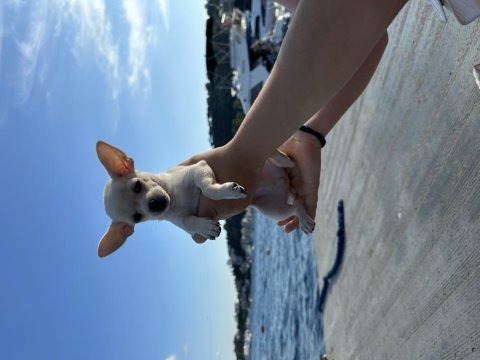 Şivava cinsi 3 aylık bella dişi