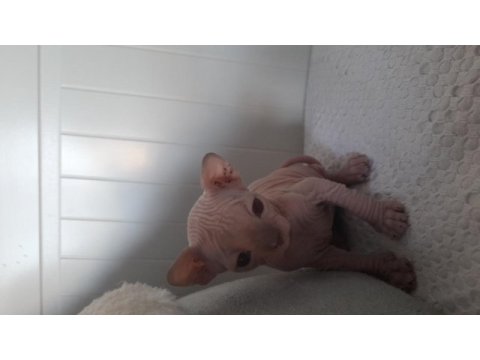 Die besten sphynx der welt