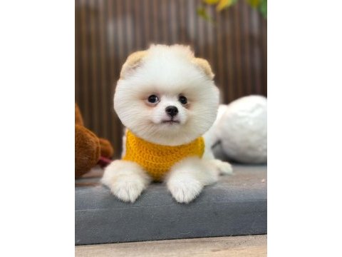 Pomeranian boo 60 günlük köpekler